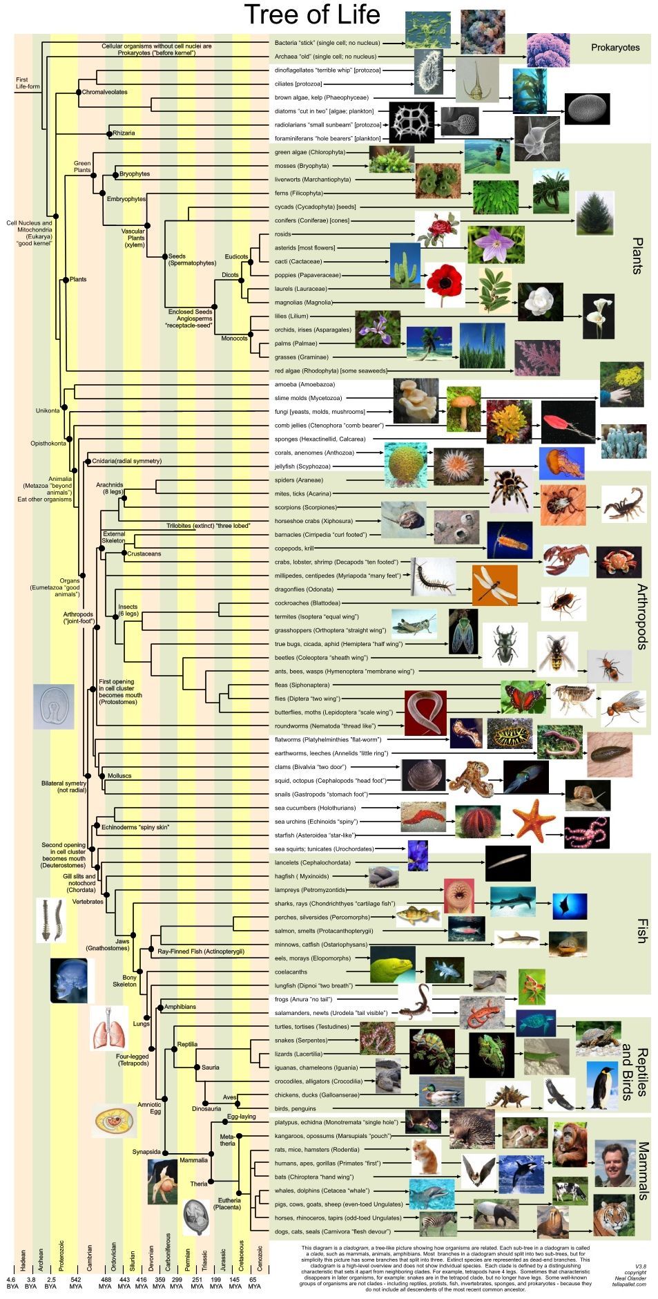 Origin and evolution of life pdf